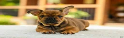 French Bulldog dogs for sale: Olivia – Fawn Brindle - Ad 1