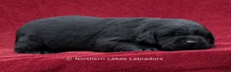 Labrador Retriever dogs for sale: Noble - Ad 5