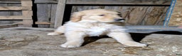Golden Retriever dogs for sale: Ruby - Ad 1