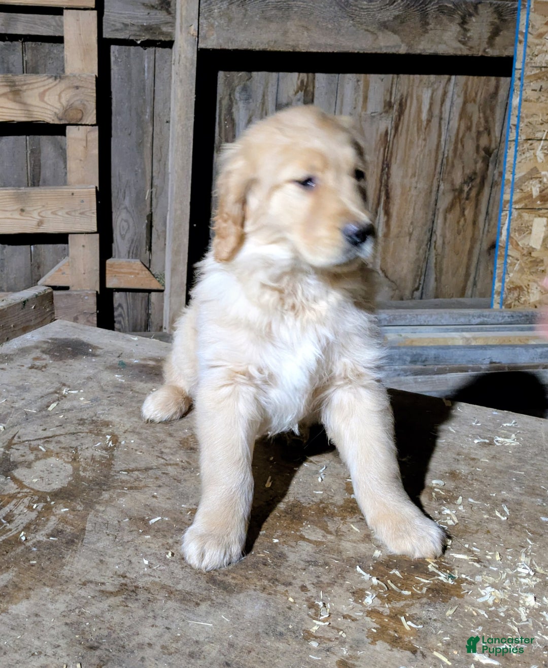 Golden Retriever dogs for sale: Ruby - Ad 1