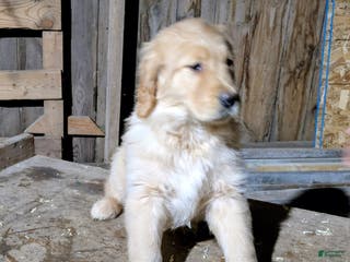 Golden Retriever dogs Ruby - Ad 26