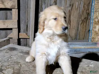 Golden Retriever dogs Ruby - Ad 20