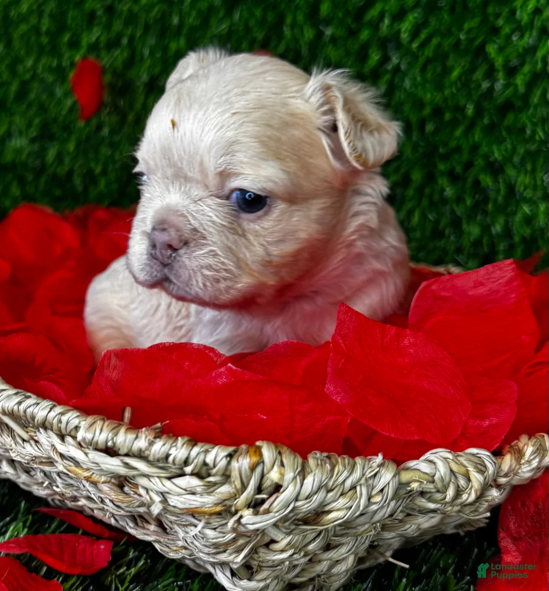 French Bulldog dogs for sale: Amor  - Ad 3