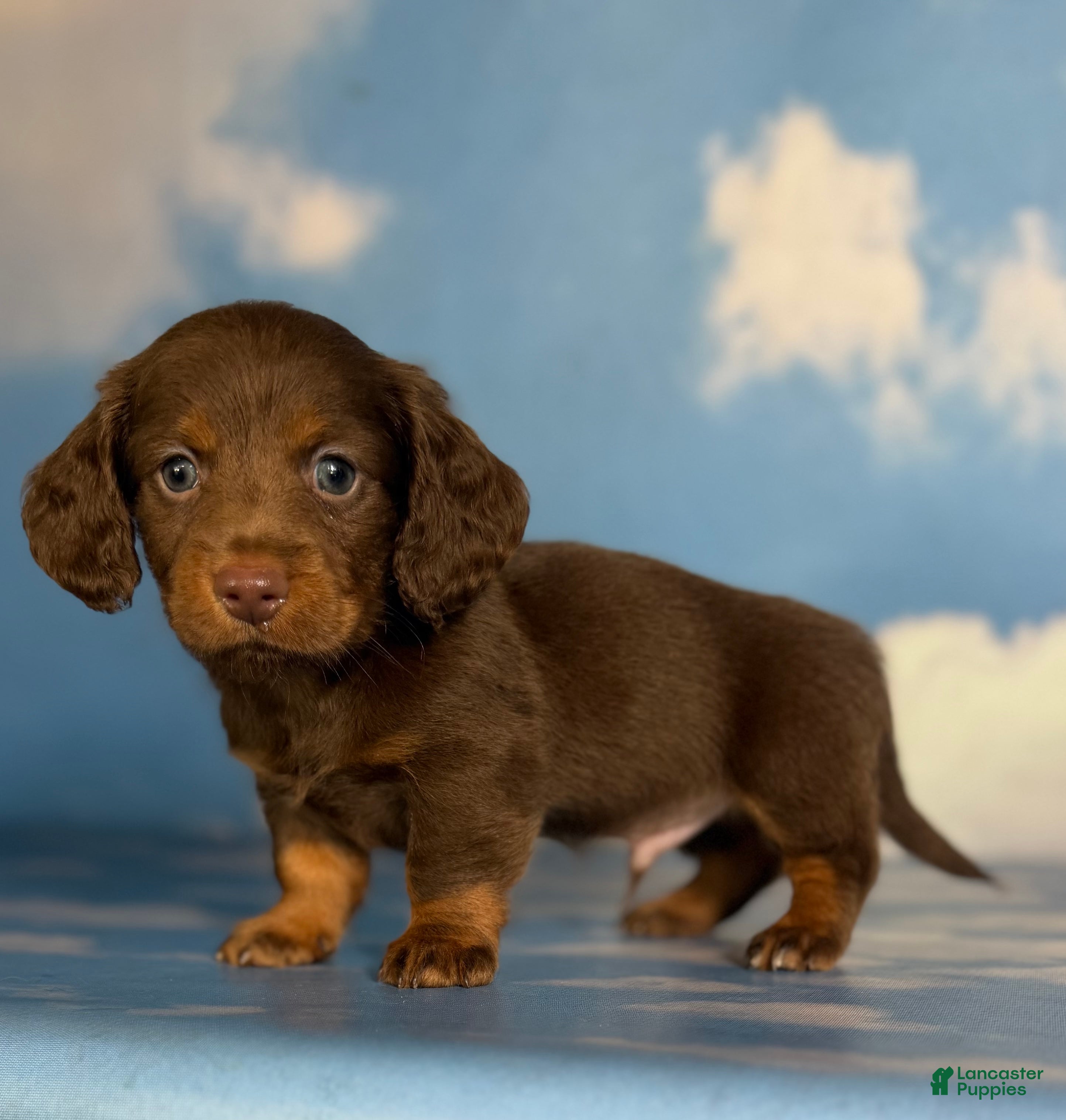 Miniature Dachshund dogs Lance LH DNA OFA  - Ad 34