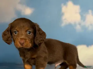 Miniature Dachshund dogs Lance LH DNA OFA - Ad 34