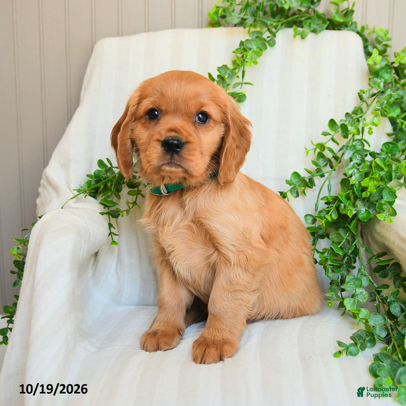 Miniature Golden Retriever dogs for sale: Murphy - Ad 1