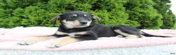 Mixed Breed dogs for sale: Jenny - Ad 5