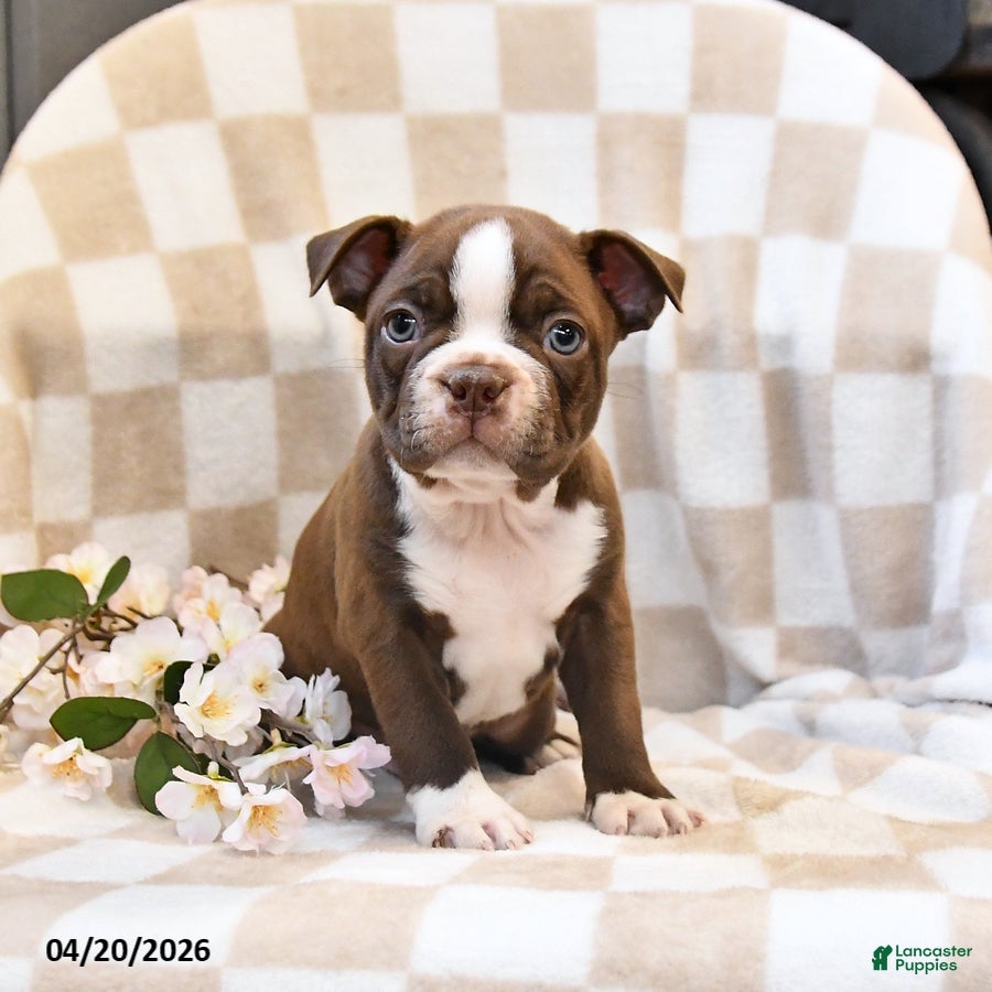 Boston Terrier dogs Ben - Ad 2