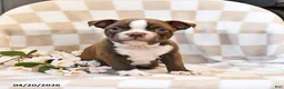 Boston Terrier dogs for sale: Ben - Ad 2