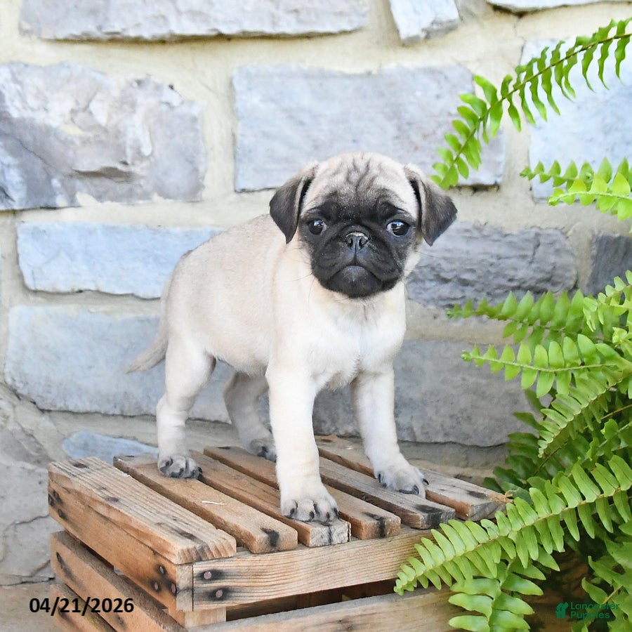 Pug dogs Blondie - Ad 1
