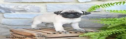 Pug dogs for sale: Blondie - Ad 1