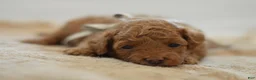 Miniature Poodle dogs for sale: Meeny - Ad 4