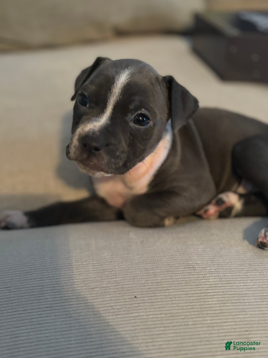 American Bully dogs for sale: American Bully Puppy 3 ( Ash) - Ad 4