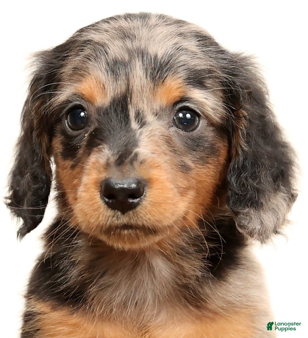 Miniature Dachshund dogs for sale: Todd - Ad 9