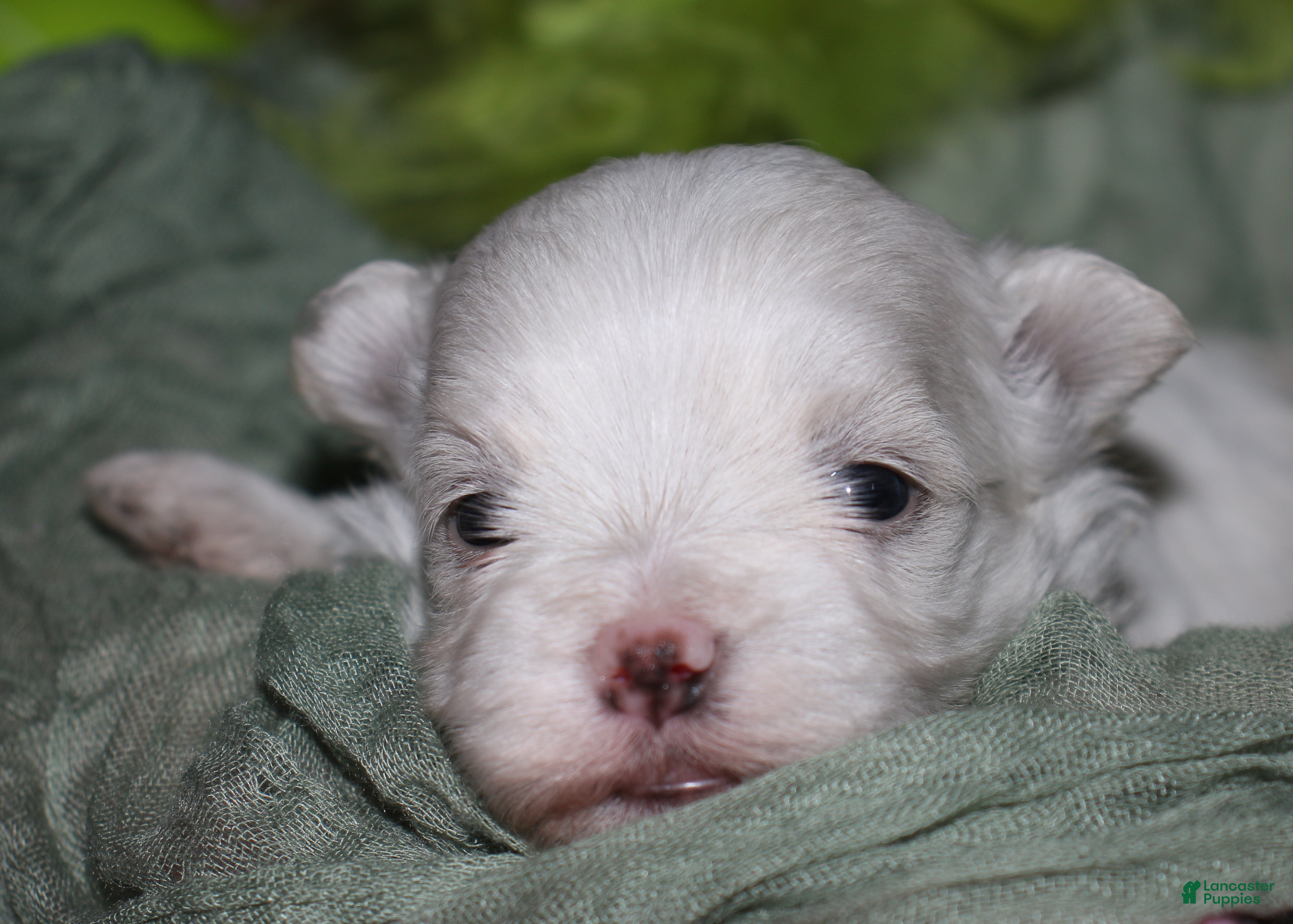 Maltese dogs for sale: Bruiser - Ad 6
