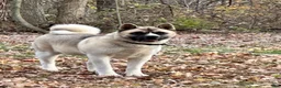 Akita dogs for sale: Halo - Ad 11