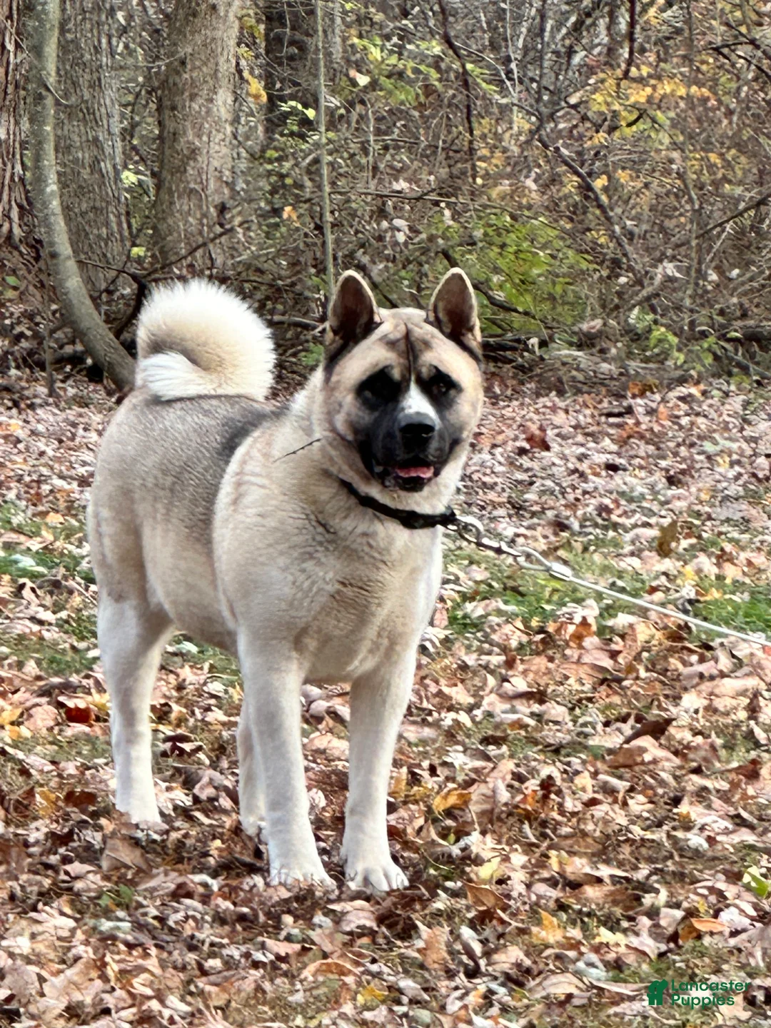 Akita dogs for sale: Halo - Ad 11