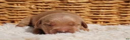 Golden Retriever dogs for sale: Daisy -AKC, Genetically Clear - Ad 33