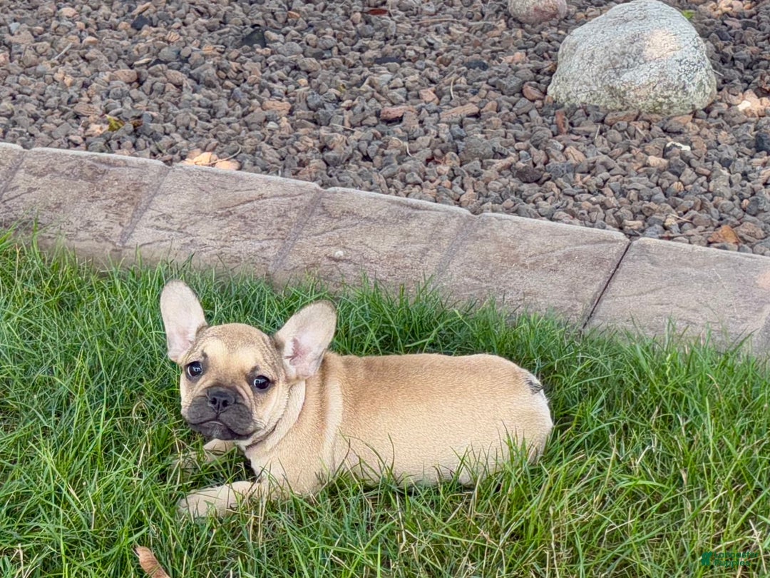 French Bulldog dogs for sale: Sandy - Ad 8