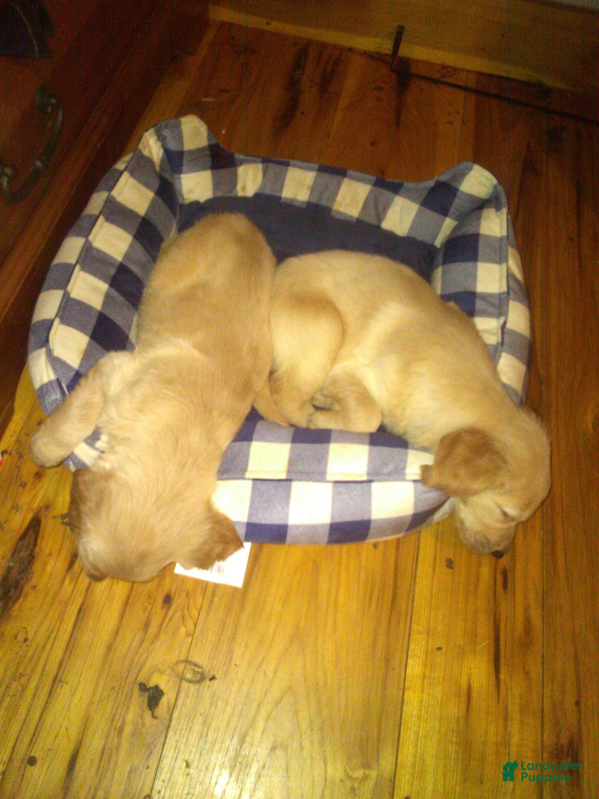 Golden Retriever dogs anna - Ad 20
