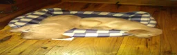 Golden Retriever dogs for sale: anna - Ad 1