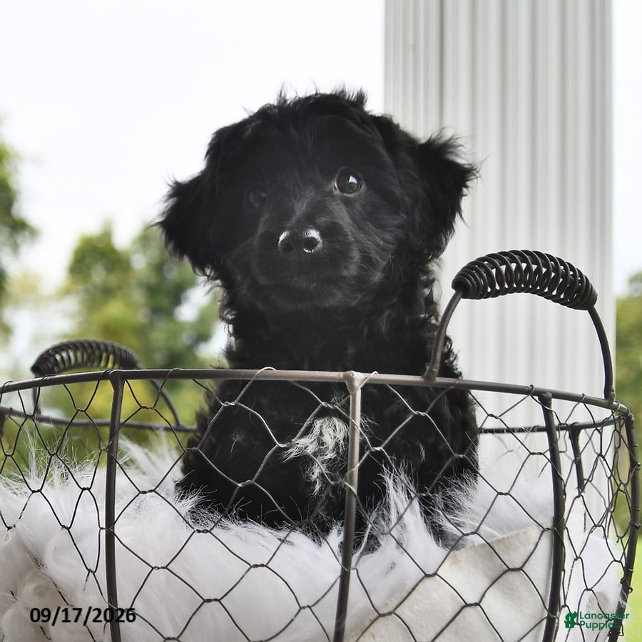 Morkie dogs Piper - Ad 2