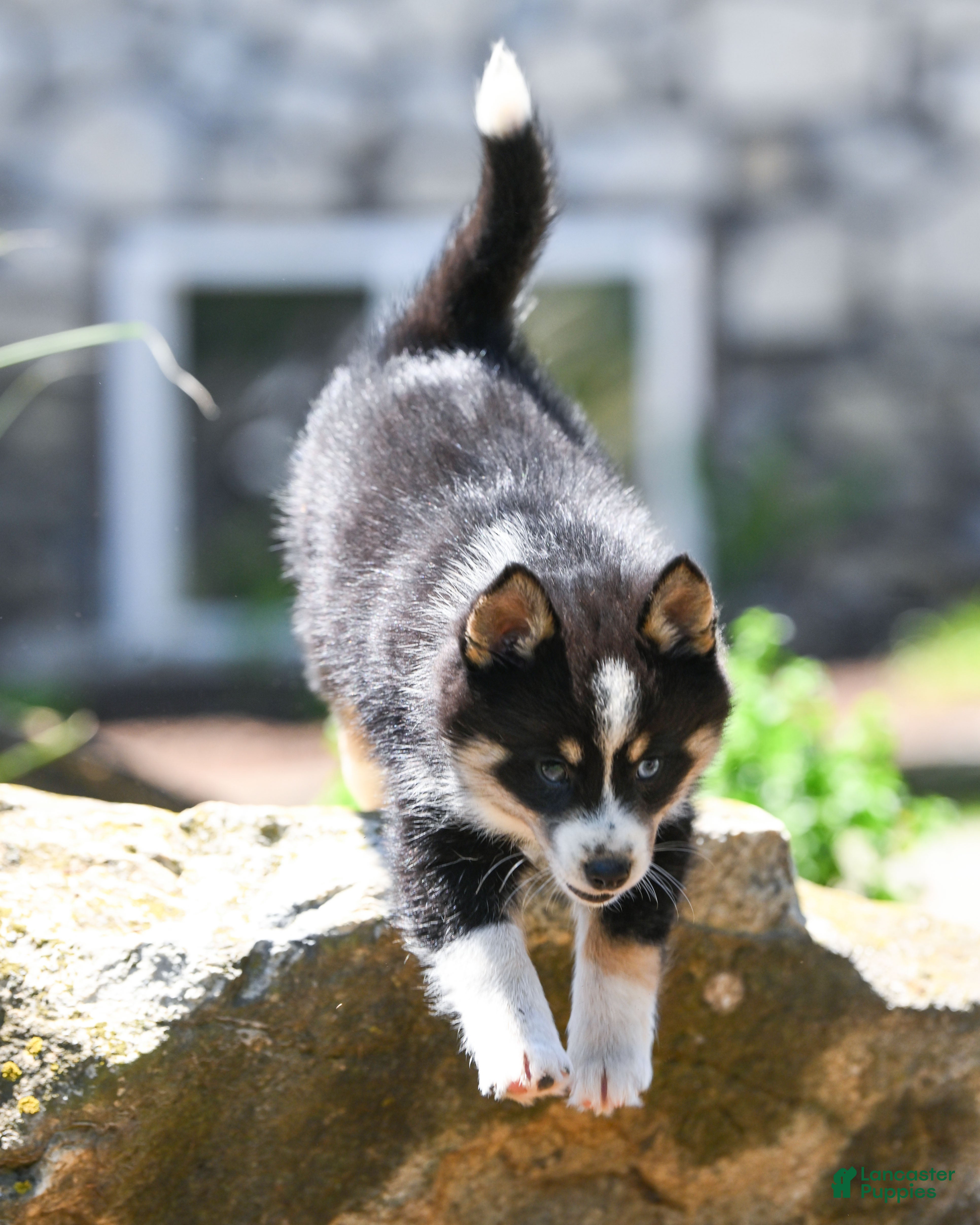 Pomsky dogs Flicka  - Ad 2