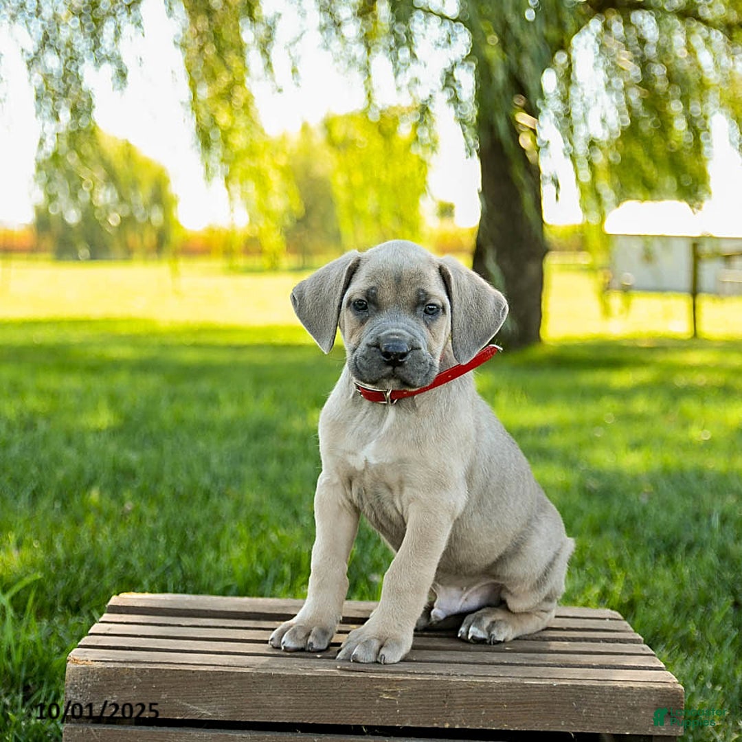Cane Corso dogs for sale: Infinity - Ad 1