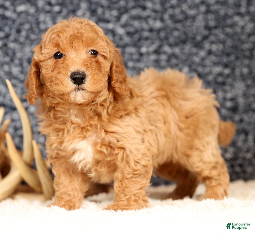 Bichpoo dogs for sale: Franklin - Ad 7