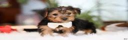 Yorkshire Terrier dogs for sale: Brianna - Ad 4