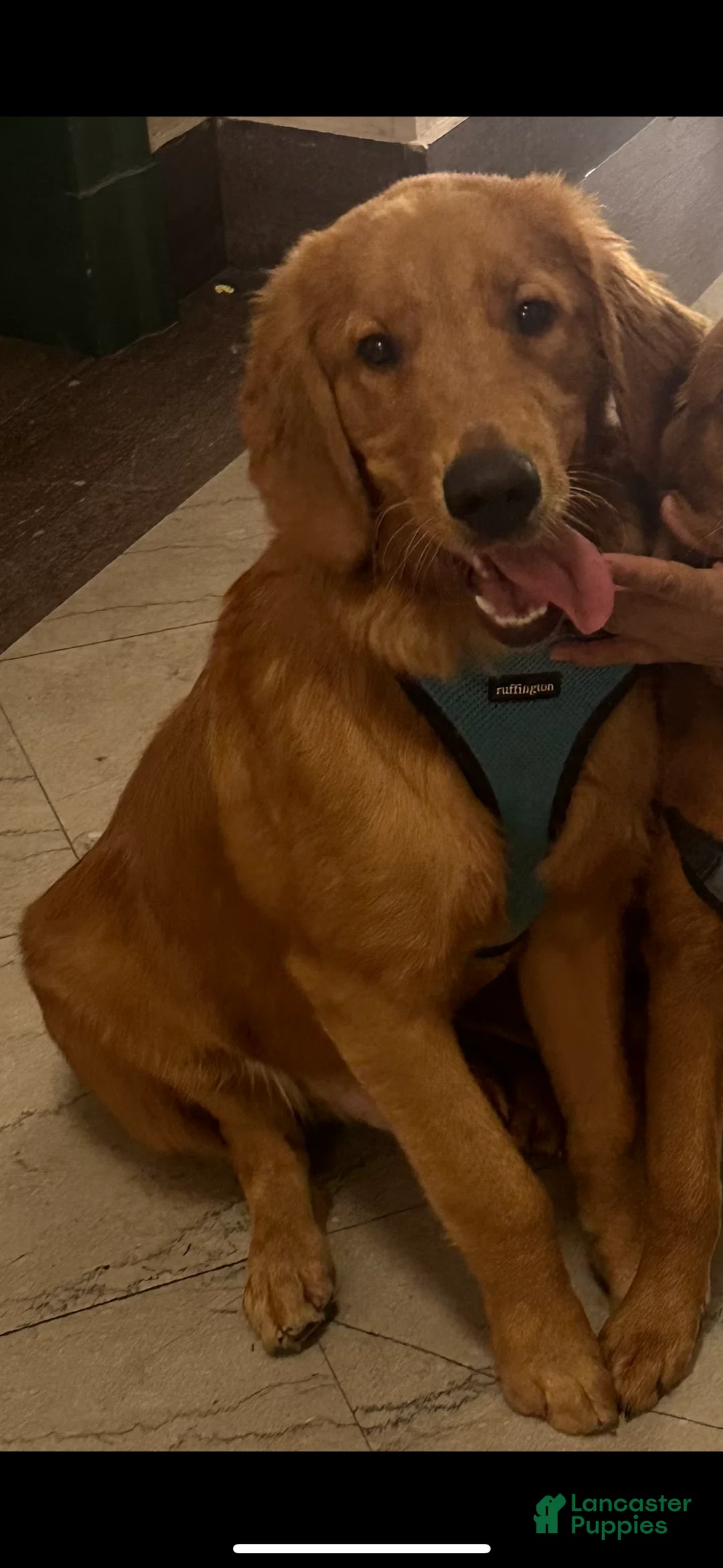 Golden Retriever dogs for sale: Golden Retriever Puppy 1 - Ad 1