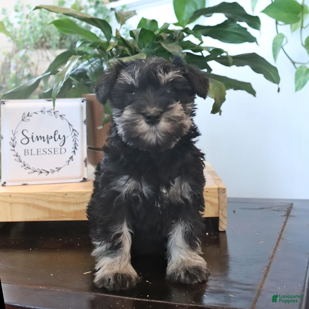 Miniature Schnauzer dogs for sale: Gigi - Ad 3