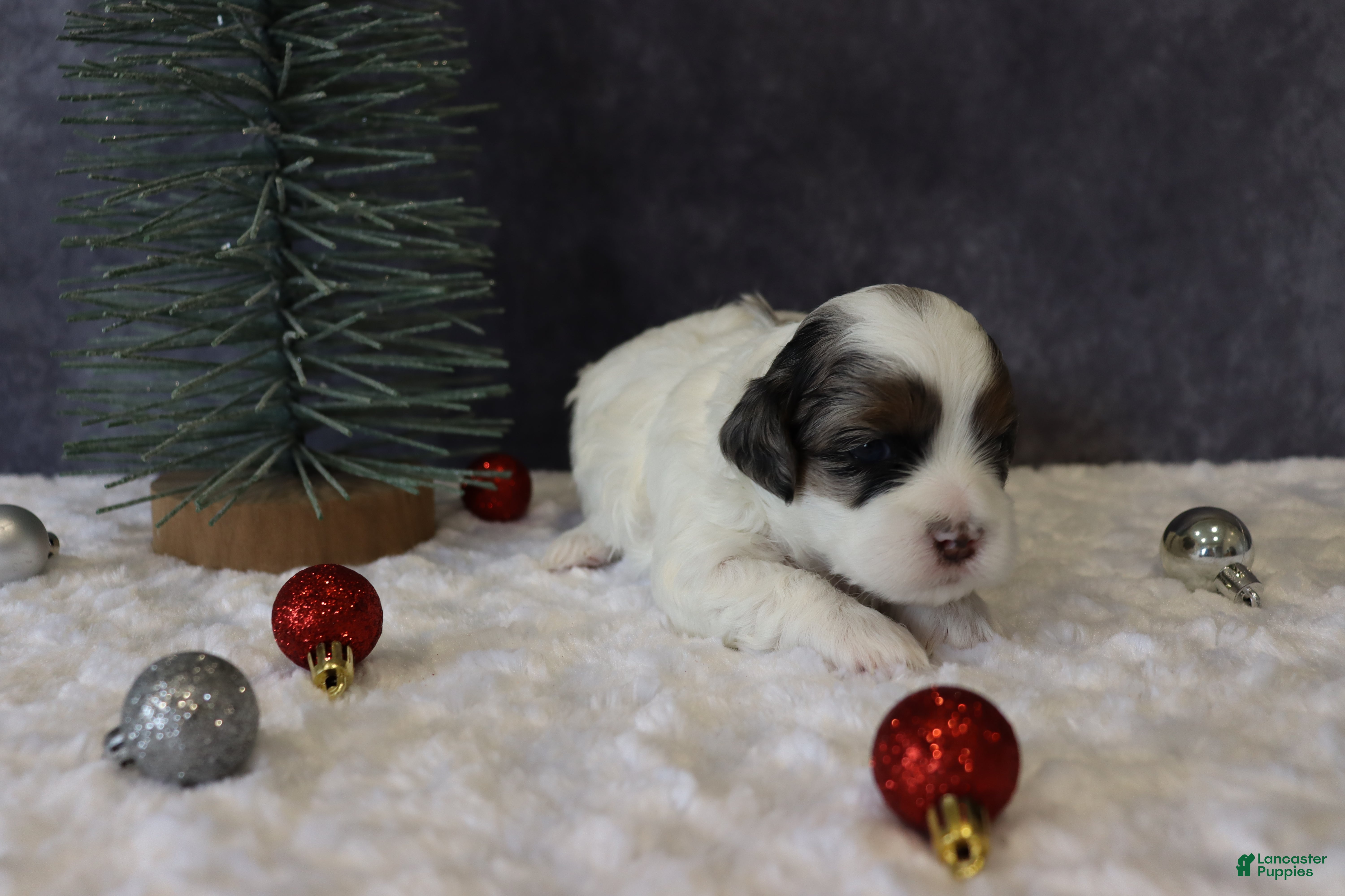 Shihpoo dogs Parker - Ad 17