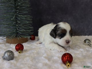 Shihpoo dogs Parker - Ad 17