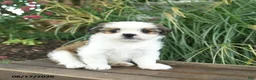 Mixed Breed dogs for sale: Misty  - Ad 2