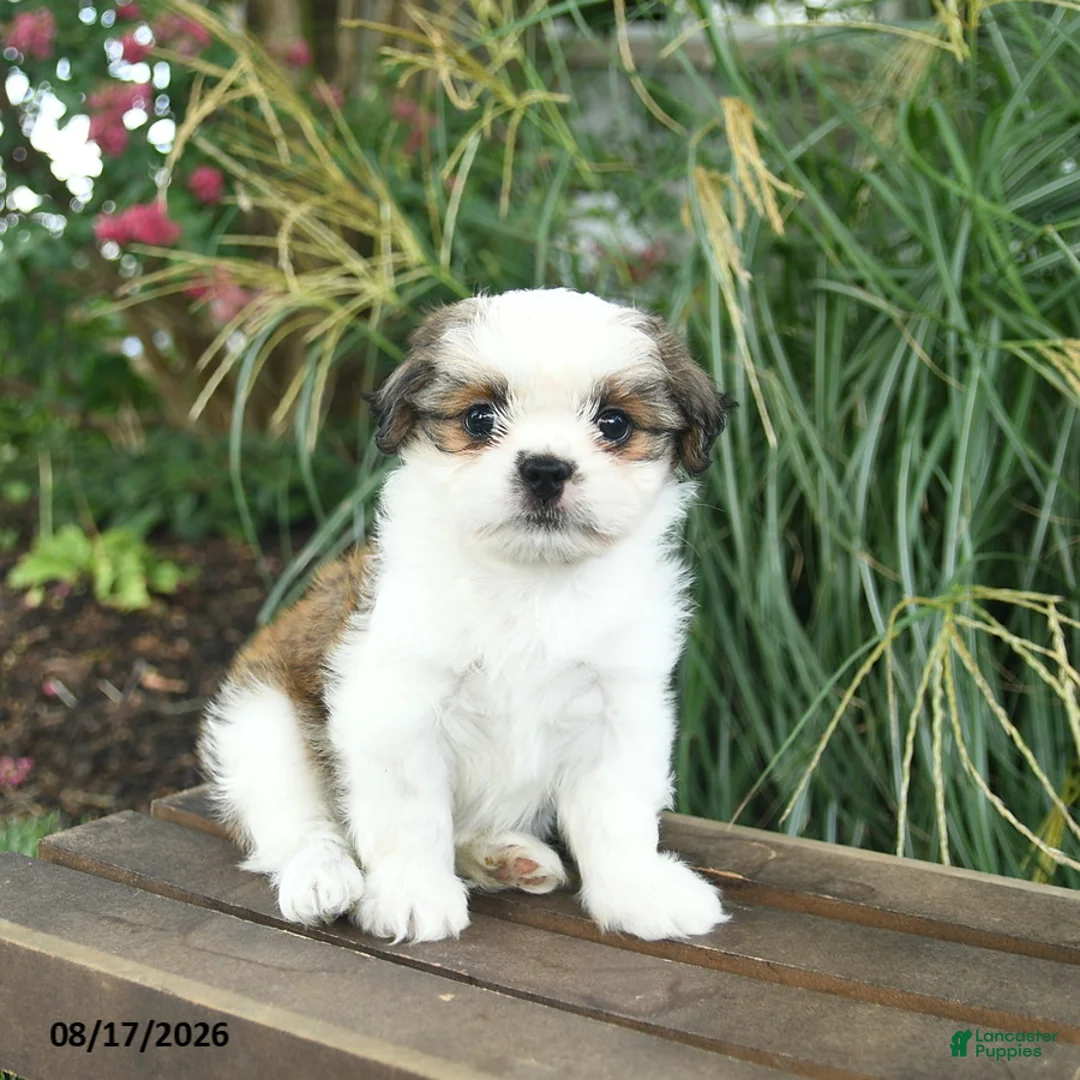 Mixed Breed dogs for sale: Misty  - Ad 2