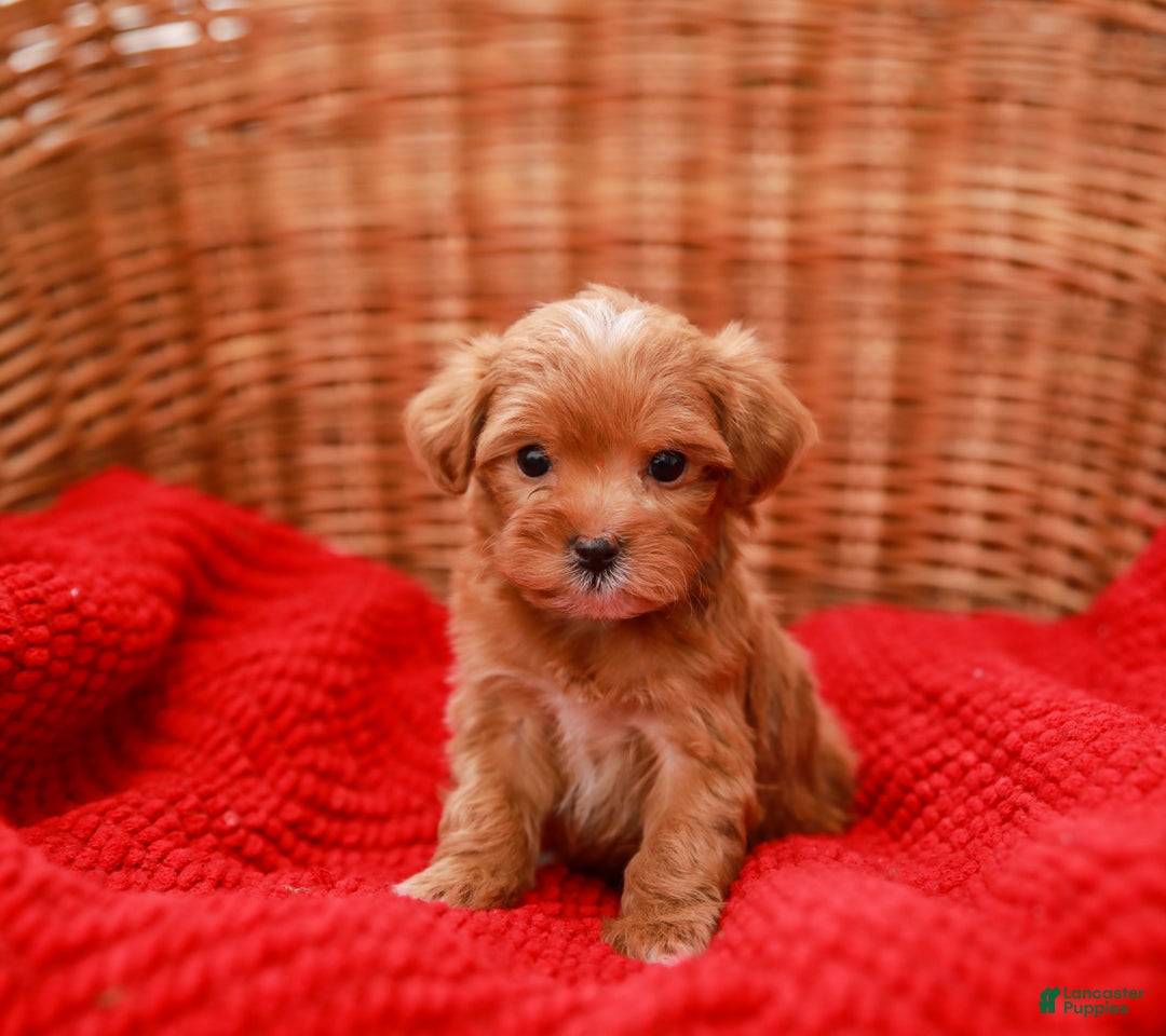 Havapoo dogs for sale: Bella - Ad 7