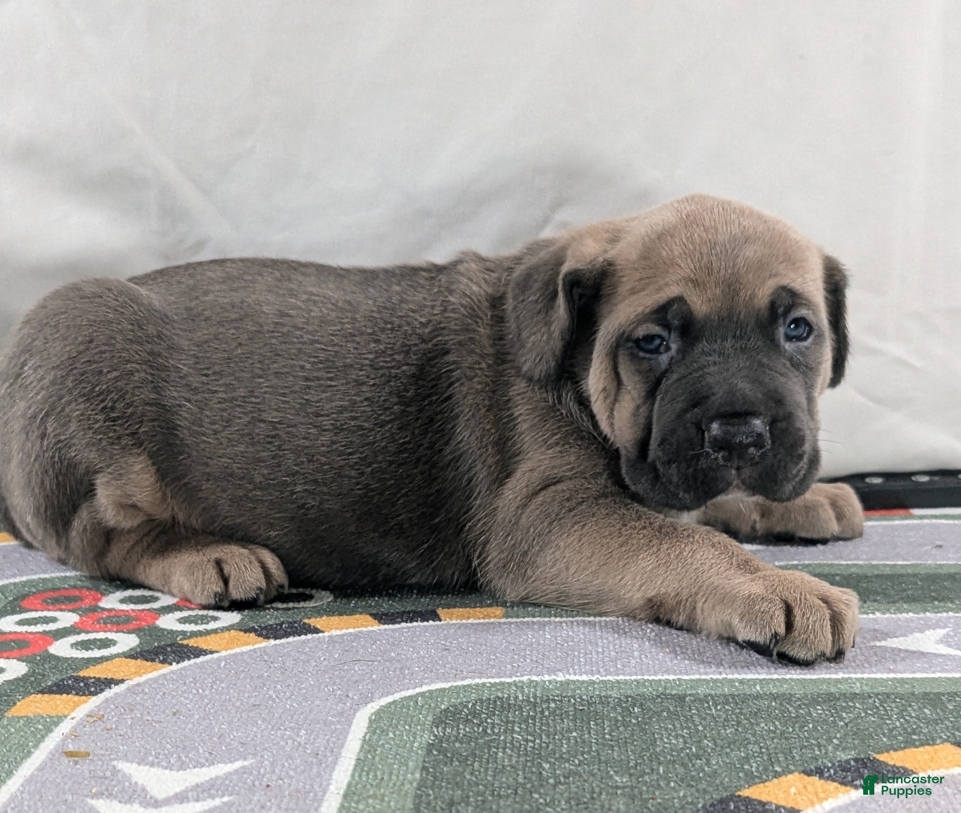 Cane Corso dogs Pluto  - Ad 2