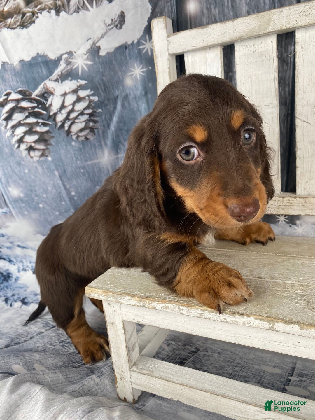 Miniature Dachshund dogs for sale: Toby - Ad 4