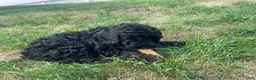 Miniature Poodle dogs for sale: Connie - Ad 7