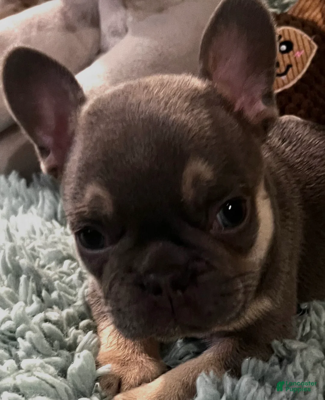 French Bulldog dogs for sale: French Bulldog 3 Rigbee - Ad 7
