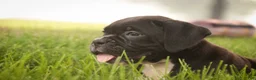 Boxer dogs for sale: Ford - Ad 7