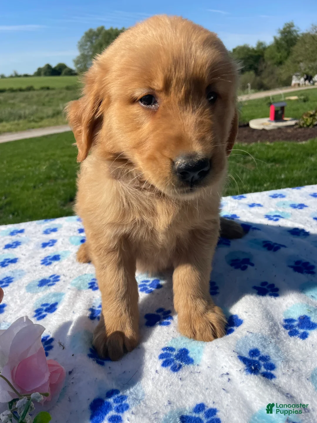 Golden Retriever dogs for sale: Buddy - Ad 2