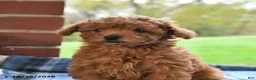 Toy Poodle dogs for sale: Rosie - Ad 4