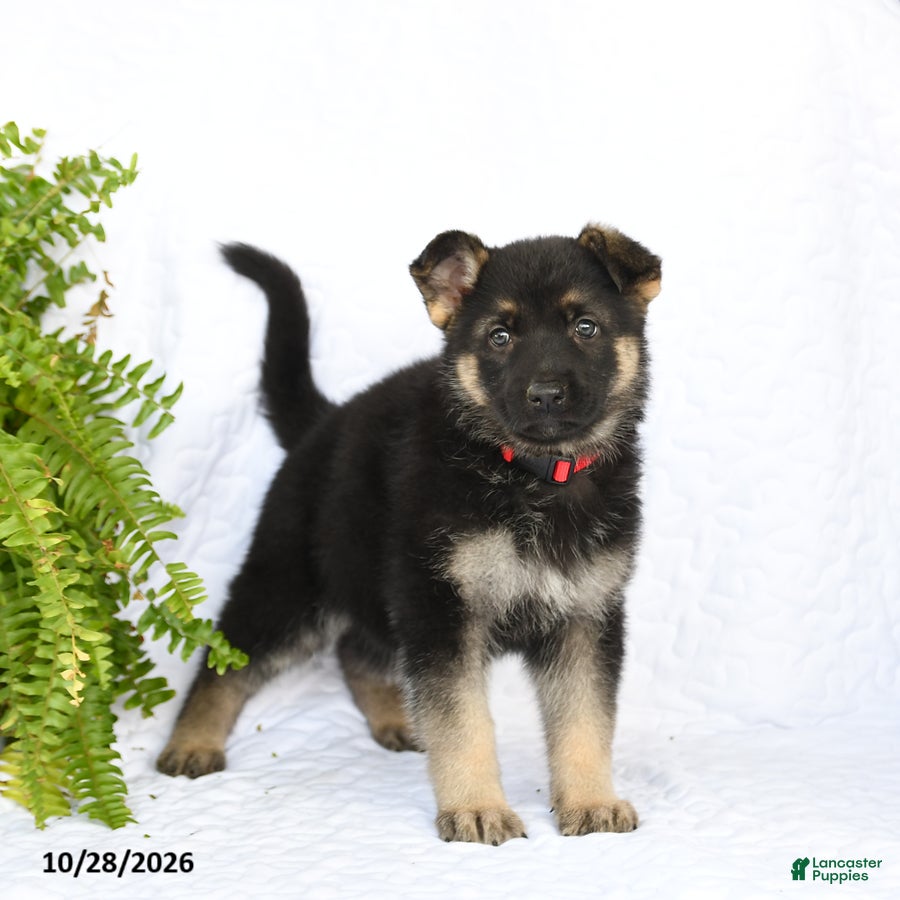German Shepherd dogs for sale: Rieka - Ad 1