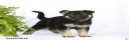 German Shepherd dogs for sale: Rieka - Ad 1