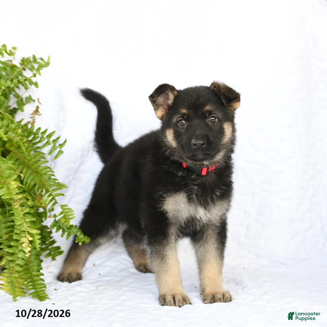 German Shepherd dogs for sale: Rieka - Ad 1