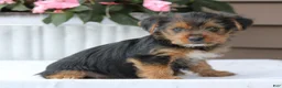 Yorkshire Terrier dogs for sale: Ellie - Ad 3