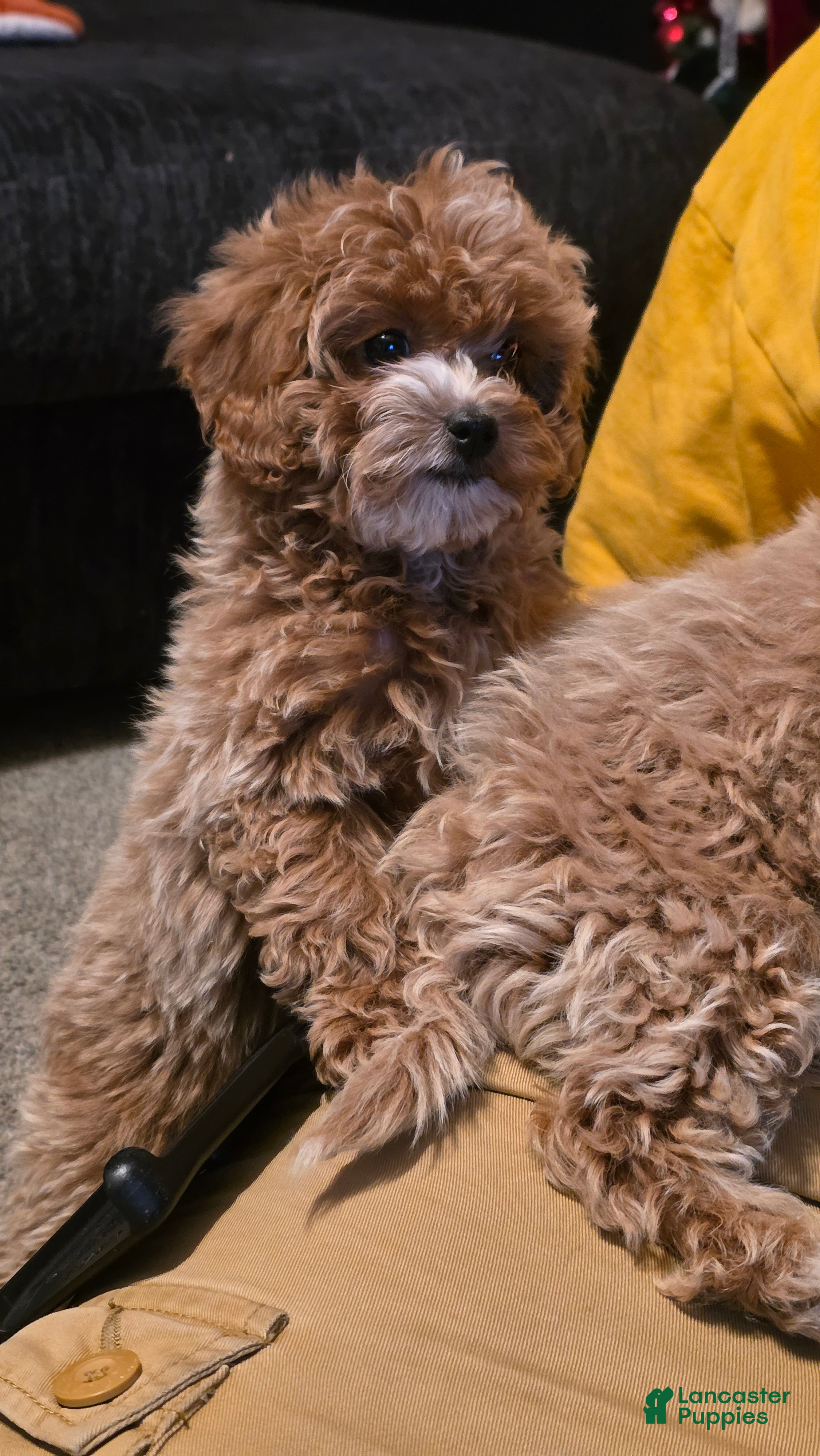 Maltipoo dogs for sale: Maltipoo Puppy 4 - Ad 1