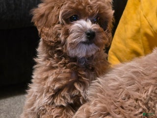 Maltipoo dogs Maltipoo Puppy 4 - Ad 12